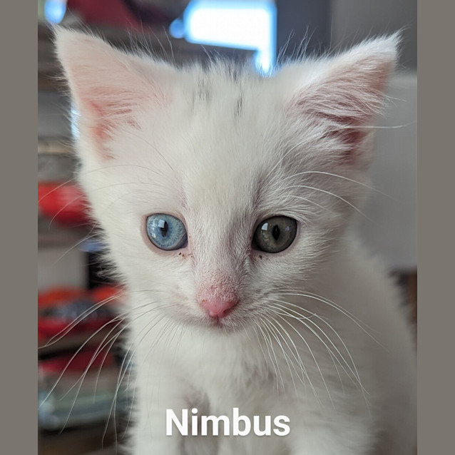 Photo of Nimbus