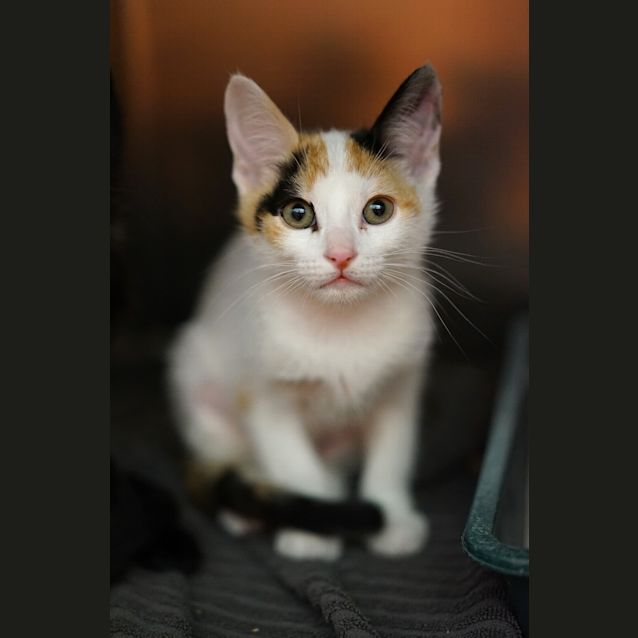 Photo of Mika