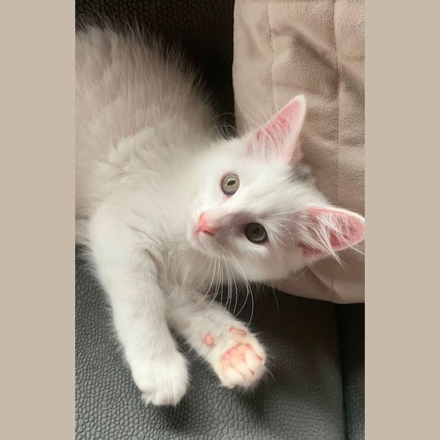 Photo of Charlie💙💙😻😻