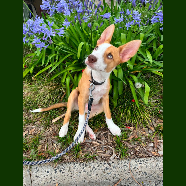 Photo of Pippa 