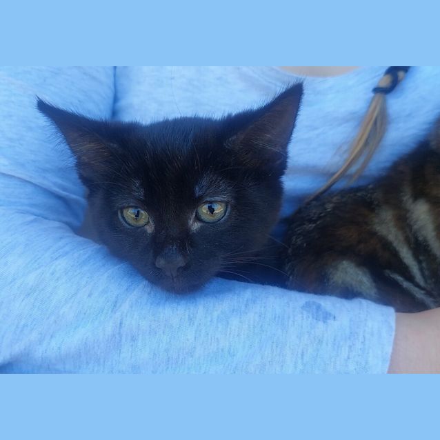 Photo of Luna