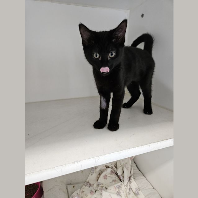 Photo of Luna