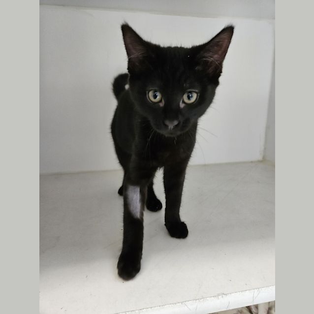 Photo of Luna