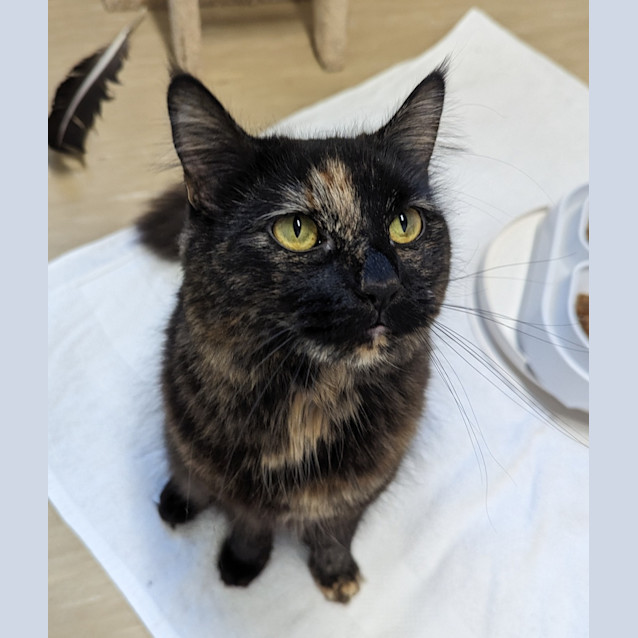 Photo of Dusty