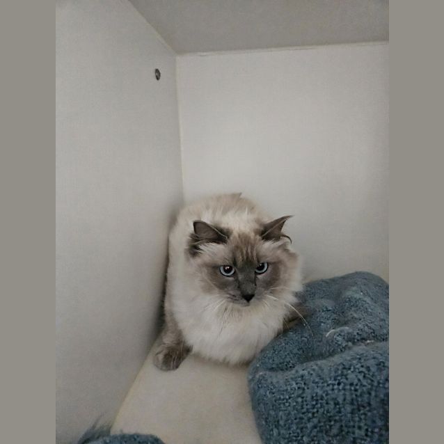 Photo of Biscuit 