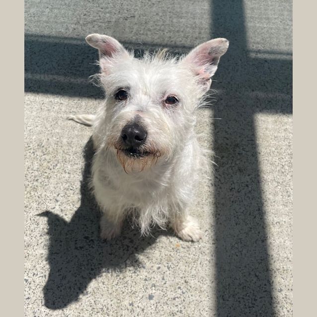 Photo of Dottie