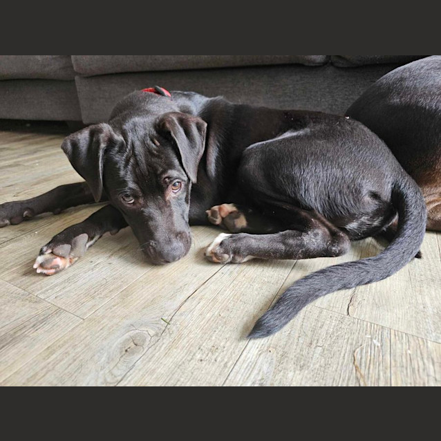 Photo of Blaze