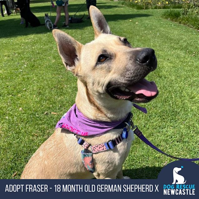 Photo of Fraser   18 Month Old German Shepherd X (Trial)