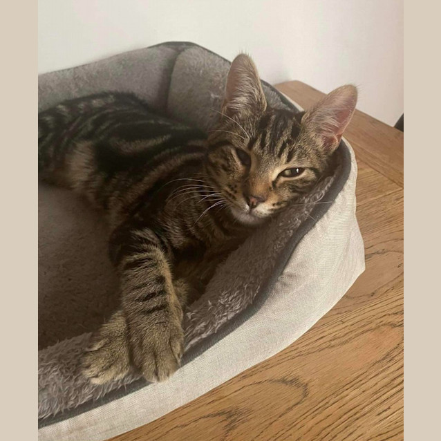 Photo of Mojo