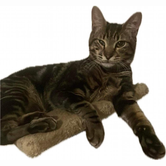 Photo of Mojo