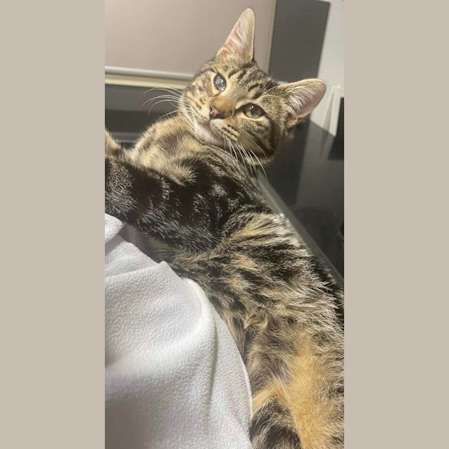 Photo of Mojo