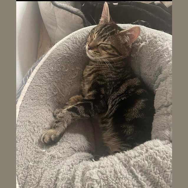 Photo of Mojo