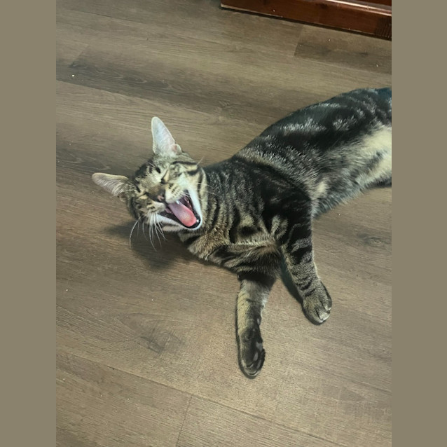 Photo of Mojo