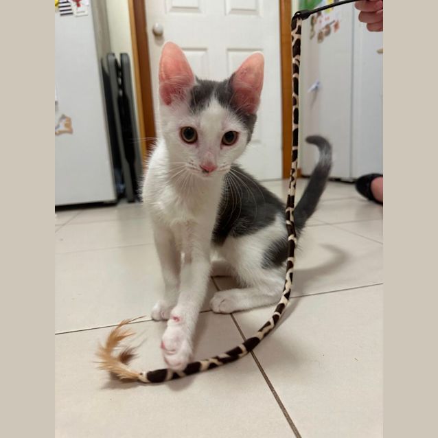 Photo of Meowth**2nd Chance Cat Rescue**
