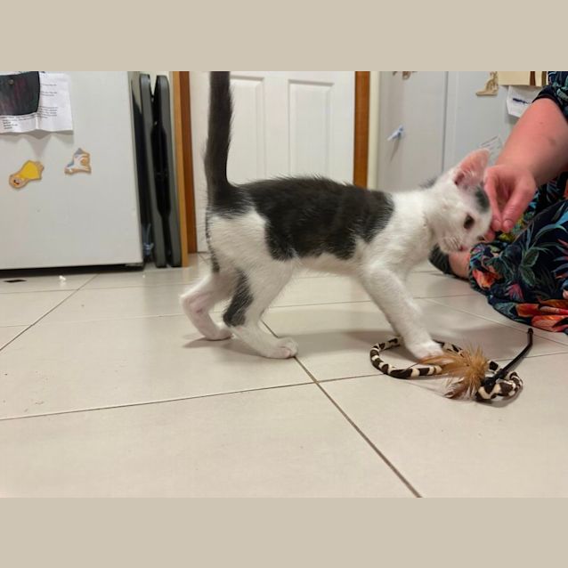 Photo of Meowth**2nd Chance Cat Rescue**