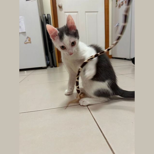 Photo of Meowth**2nd Chance Cat Rescue**