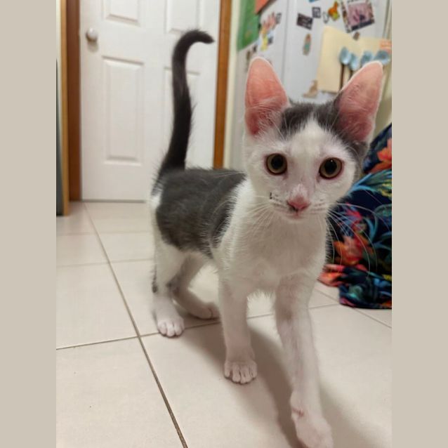 Photo of Meowth**2nd Chance Cat Rescue**