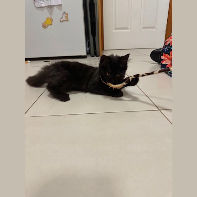 Photo of Jiggly Puff **2nd Chance Cat Rescue**