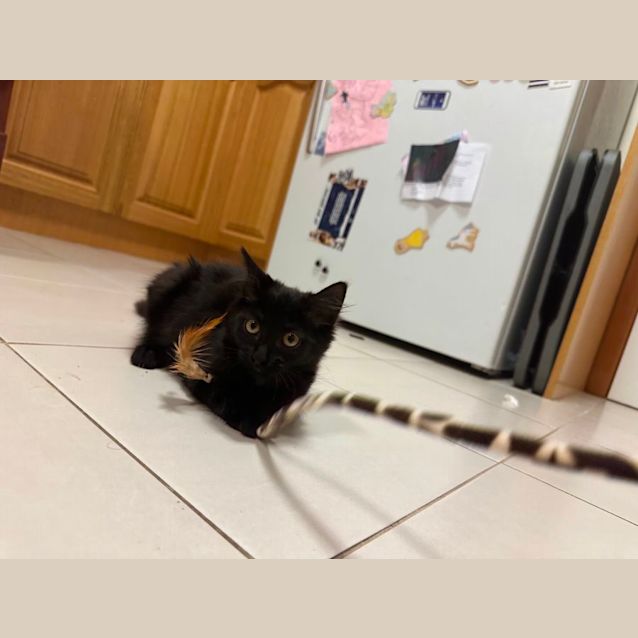 Photo of Jiggly Puff **2nd Chance Cat Rescue**
