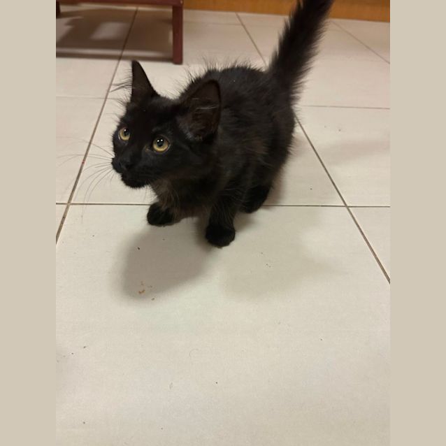 Photo of Jiggly Puff **2nd Chance Cat Rescue**