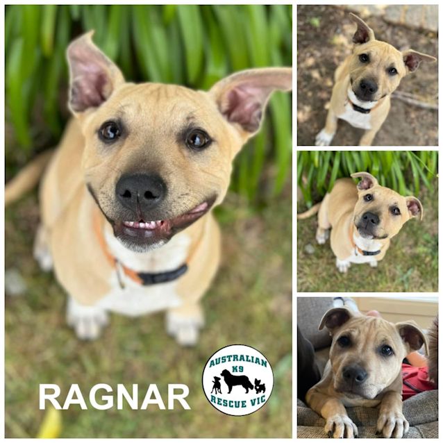Photo of Ragnar 