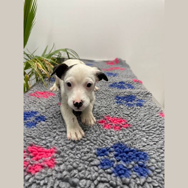 Photo of Caesar