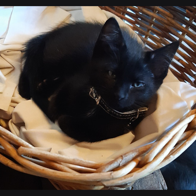 Photo of Ailsa (Black Collar)