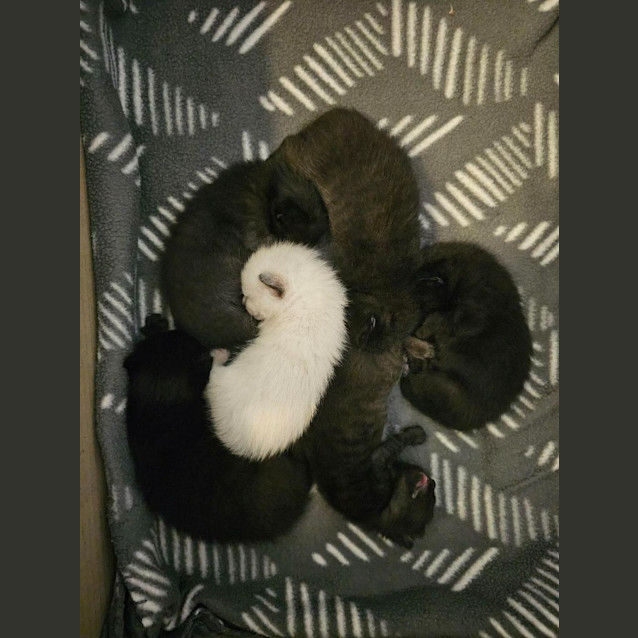 Photo of Alira (Silver Collar)