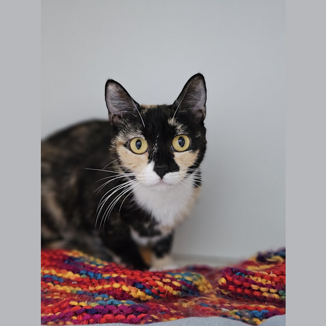 Photo of Adelie