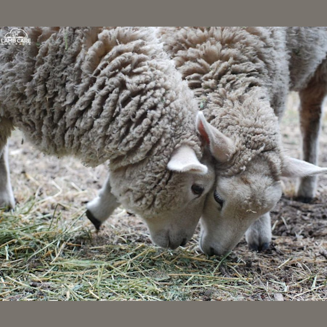 Photo of Sarge And Mater