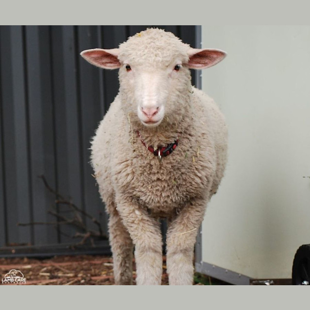 Photo of Tommy Lee , Nikki Sixx, Blueberry, Lemmy And Posie