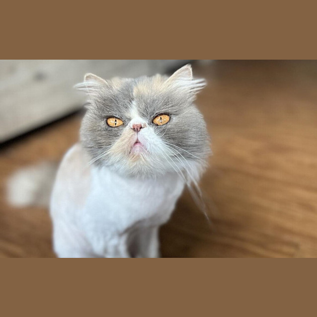 Photo of Peggy Sue