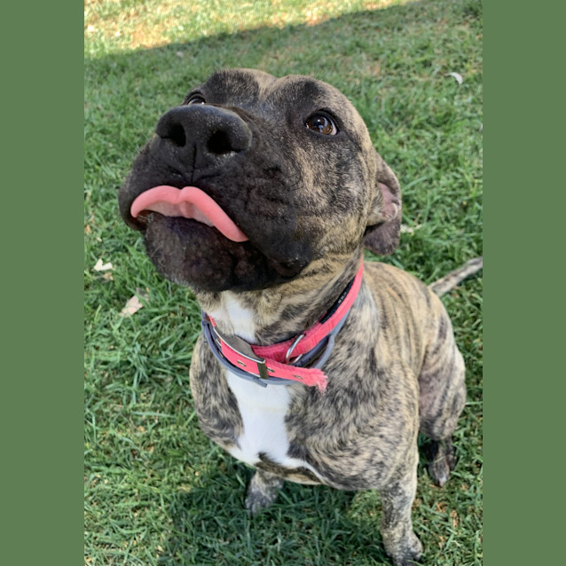 Photo of Trigger