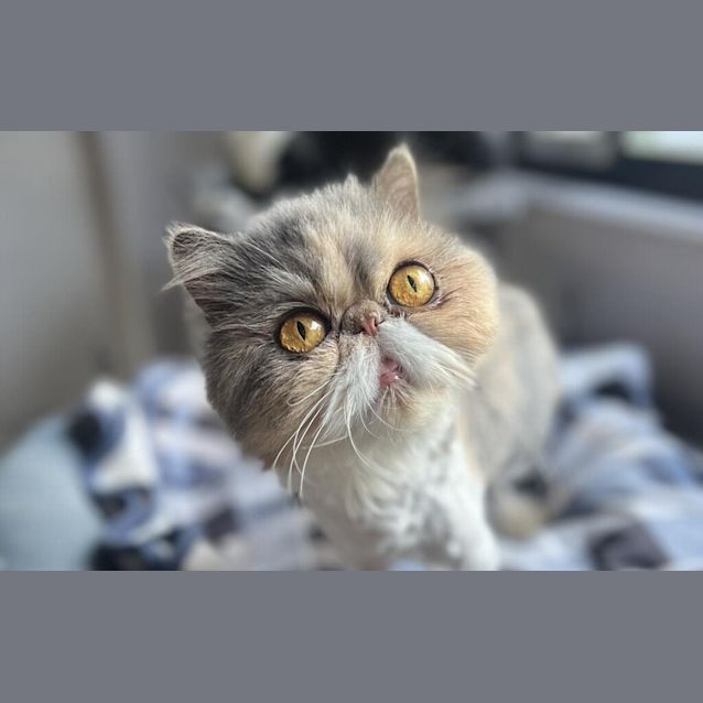 Photo of Curly Sue