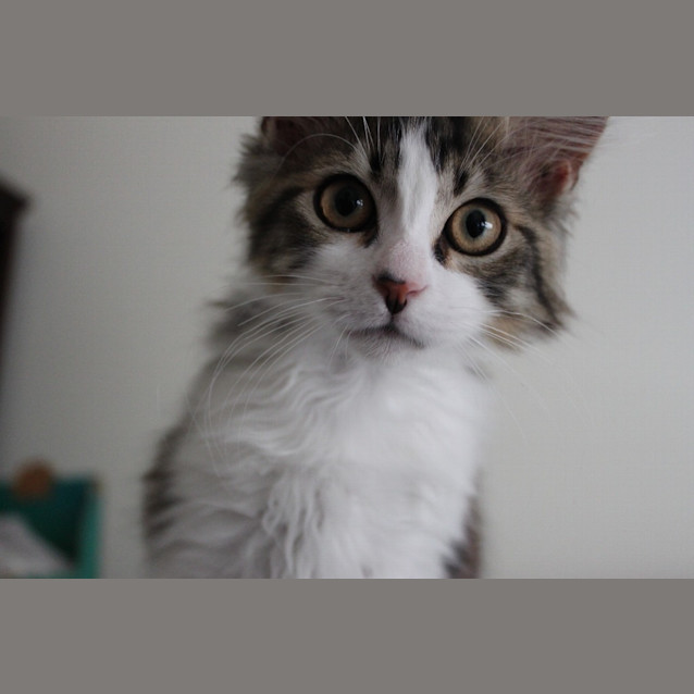 Photo of Banjo