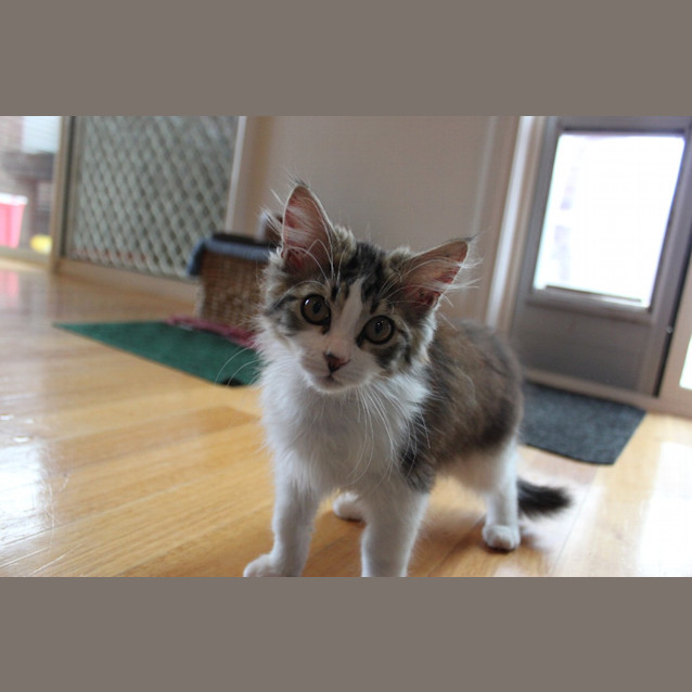 Photo of Banjo
