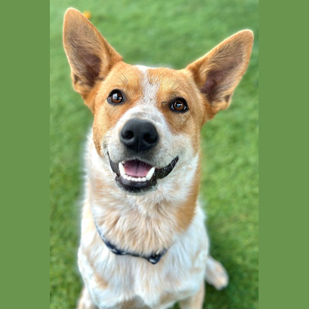 Photo of Buzz 