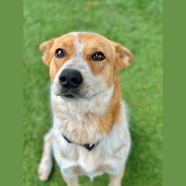 Photo of Buzz 