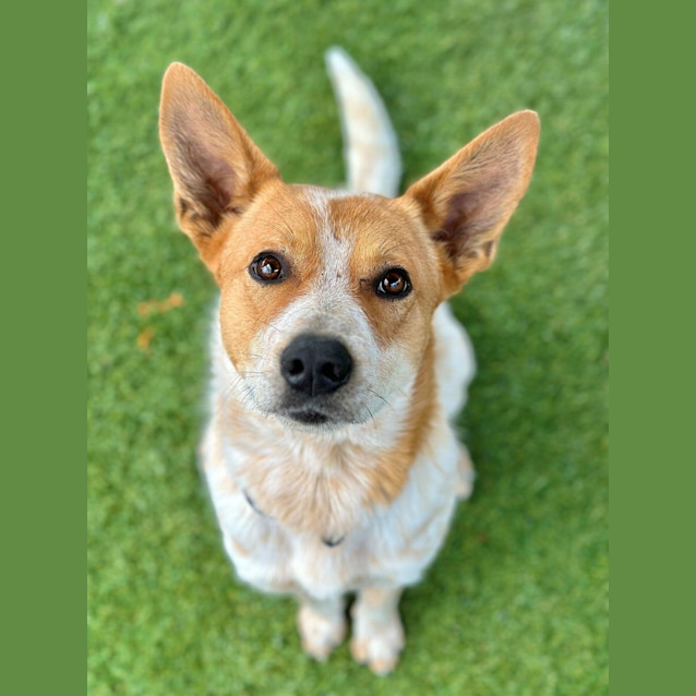 Photo of Buzz 