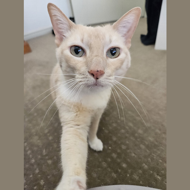 Photo of Nala