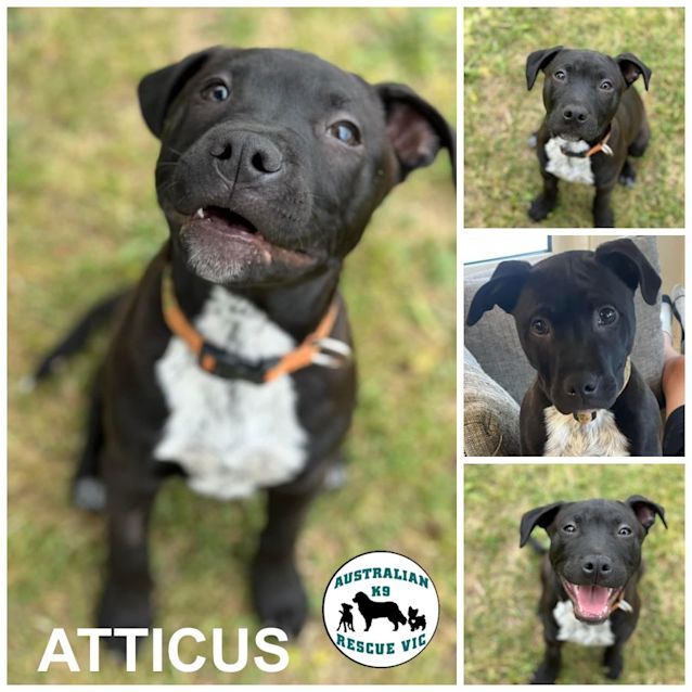 Photo of Atticus 