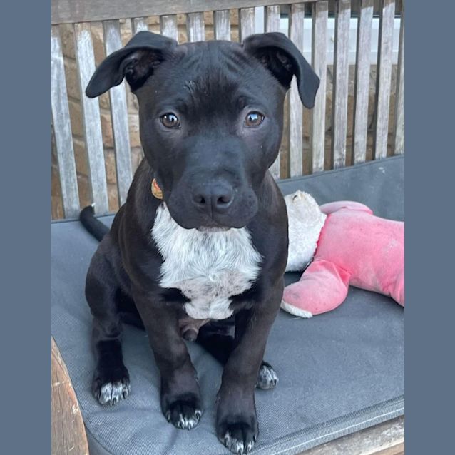 Photo of Atticus 