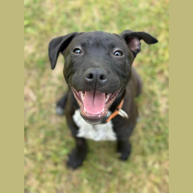 Photo of Atticus 
