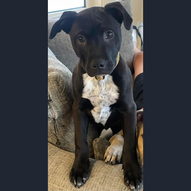Photo of Atticus 