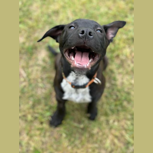 Photo of Atticus 