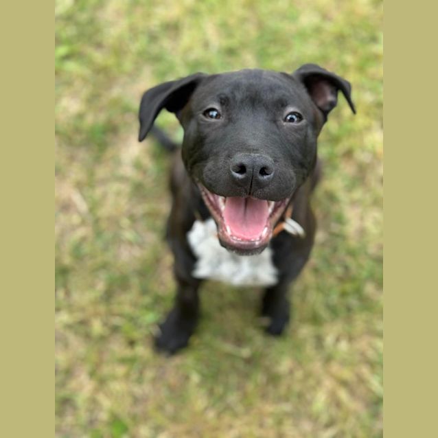 Photo of Atticus 