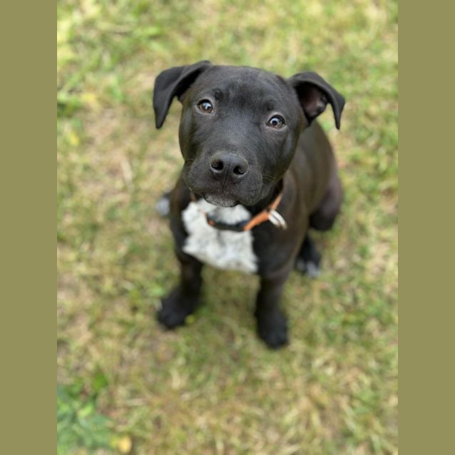 Photo of Atticus 