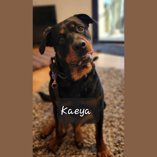 Photo of Kaeya