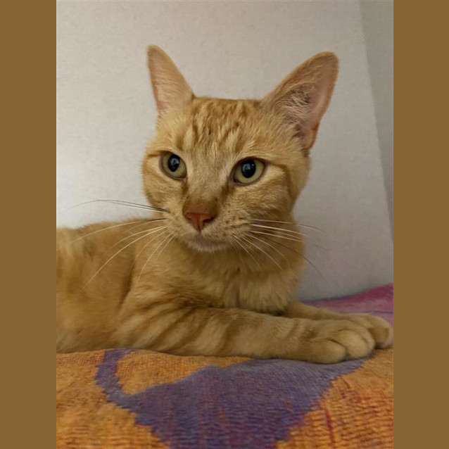 Photo of Pangur