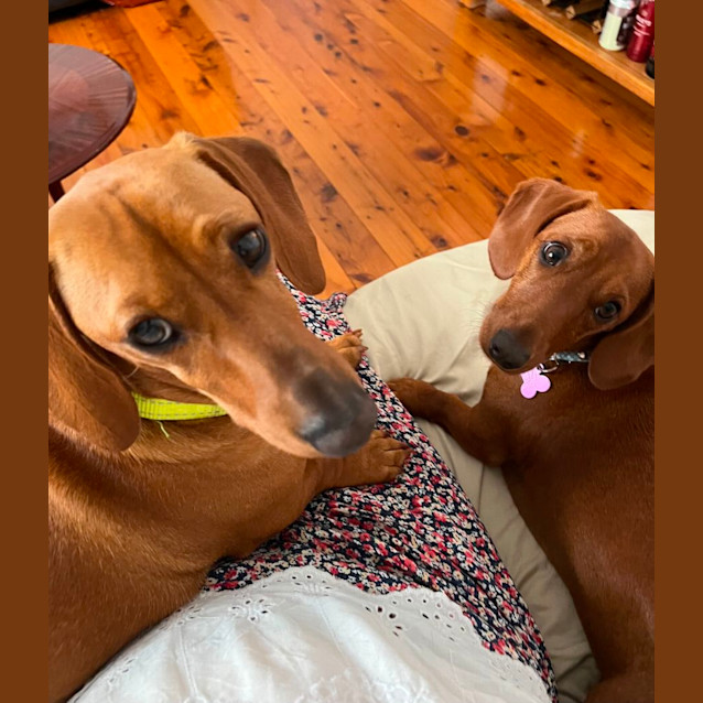 Photo of Ralph  1yo Mini Dachshund (On Trial 3/12/23)